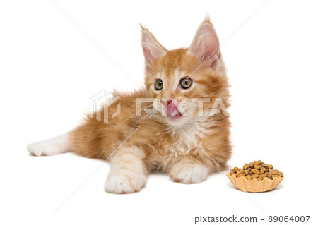 Small Maine Coon kitten and a tartlet with dry food 89064007