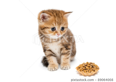 Small British kitten and a tartlet of dry food 89064008