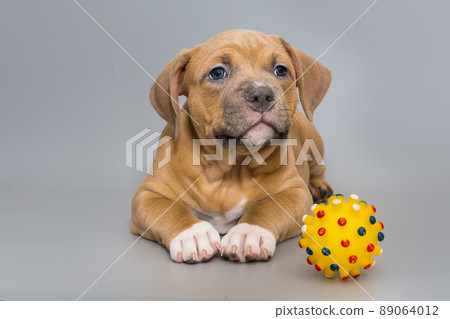 Small American bully puppy and a yellow ball 89064012