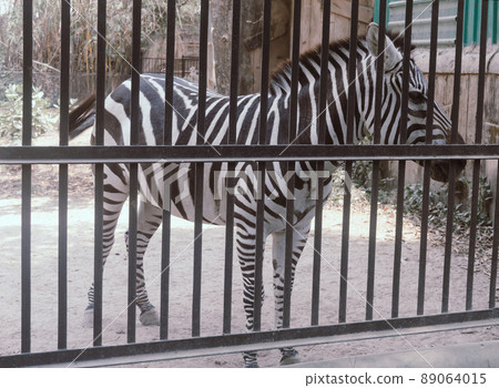 Animals in captivity. White stripes zebra waiting for visitors inside the cage in Alipur Zoological Garden, Kolkata, West Bengal, India South Asia. 89064015
