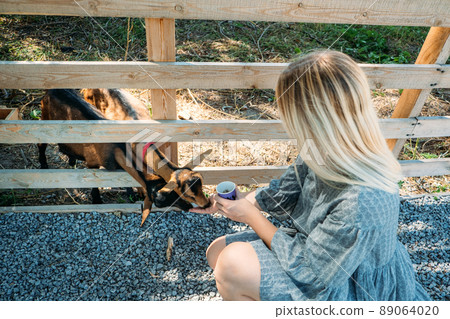 Goats on the farm. Brown goats standing in wooden shelter. Woman feeds the goats on the farm Beautiful day on the farm. Countryside landscape, rural farm and goats. Benefits of Goat Milk Goats on the farm. Brown goats standing in wooden shelter. Woman feeds the goats on the farm Beautiful day on the farm. Countryside landscape, rural farm and goats. Benefits of Goat Milk 89064020