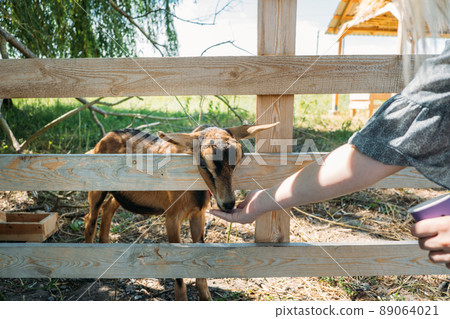 Goats on the farm. Brown goats standing in wooden shelter. Woman feeds the goats on the farm Beautiful day on the farm. Countryside landscape, rural farm and goats. Benefits of Goat Milk Goats on the farm. Brown goats standing in wooden shelter. Woman feeds the goats on the farm Beautiful day on the farm. Countryside landscape, rural farm and goats. Benefits of Goat Milk 89064021