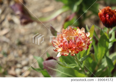Calendula (Calendula officinalis) with green leaves and red and orange petals. Calendula (Calendula officinalis) with green leaves and red and orange petals. 89064572