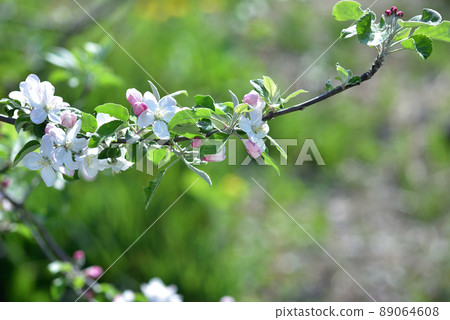 北斗市白州町蘋果(喬納森)花 北斗市白州町蘋果(喬納森)花 89064608