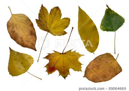 Bright yellow and orange autumn leaf, isolated object, cutout, isolated element on white background, seasonal spring or summer colorful mood, soft focus and clipping path Bright yellow and orange autumn leaf, isolated object, cutout, isolated element on white background, seasonal spring or summer colorful mood, soft focus and clipping path 89064669