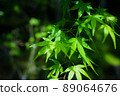 Autumn leaves 89064676