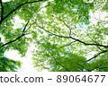 Autumn leaves 89064677
