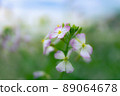 Flowers 89064678
