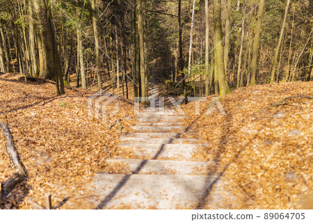 Path through Beech Mountain Reserve - in polish Bukowa Gora - in Zwierzyniec, Roztochia region in Poland. 89064705