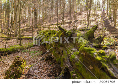 Path through Beech Mountain Reserve - in polish Bukowa Gora - in Zwierzyniec, Roztochia region in Poland. Fomes fomentarius (false tinder fungus) on a tree bark. 89064706