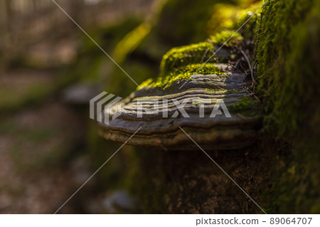 Path through Beech Mountain Reserve - in polish Bukowa Gora - in Zwierzyniec, Roztochia region in Poland. Fomes fomentarius (false tinder fungus) on a tree bark. 89064707