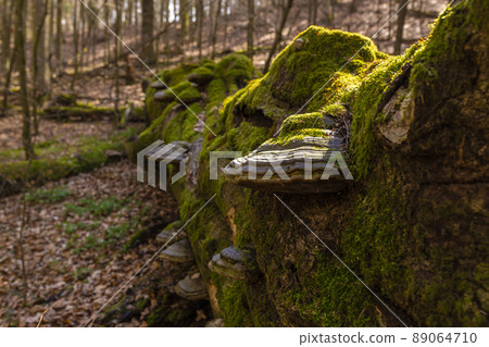 Path through Beech Mountain Reserve - in polish Bukowa Gora - in Zwierzyniec, Roztochia region in Poland. Fomes fomentarius (false tinder fungus) on a tree bark. 89064710
