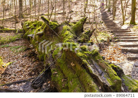 Path through Beech Mountain Reserve - in polish Bukowa Gora - in Zwierzyniec, Roztochia region in Poland. Fomes fomentarius (false tinder fungus) on a tree bark. 89064711