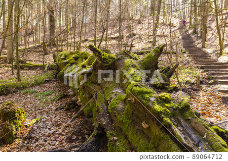 Path through Beech Mountain Reserve - in polish Bukowa Gora - in Zwierzyniec, Roztochia region in Poland. Fomes fomentarius (false tinder fungus) on a tree bark. 89064712