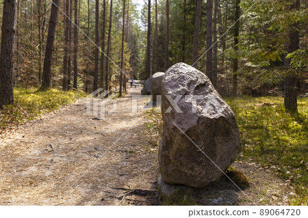 Path through Beech Mountain Reserve - in polish Bukowa Gora - in Zwierzyniec, Roztochia region in Poland. 89064720