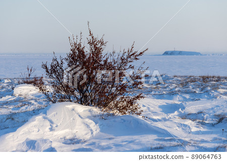 A bush in the snow in the tundra on the coast of the frozen sea. Snow-covered tundra in the Arctic. A bush in the snow in the tundra on the coast of the frozen sea. Snow-covered tundra in the Arctic. 89064763