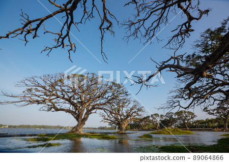 Trees on Sri Lanka 89064866