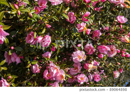 Rose Rose 89064898