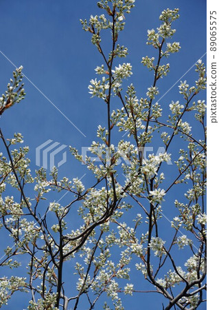 四月六月莓白花 89065575