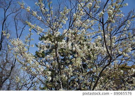 April Juneberry white flowers 89065576