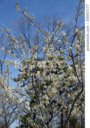 April Juneberry white flowers April Juneberry white flowers 89065577