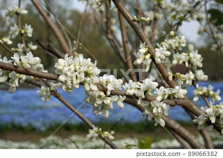 White flowers of Cercis chinensis ・ April White flowers of Cercis chinensis ・ April 89066382