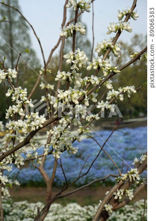 White flowers of Cercis chinensis ・ April White flowers of Cercis chinensis ・ April 89066383