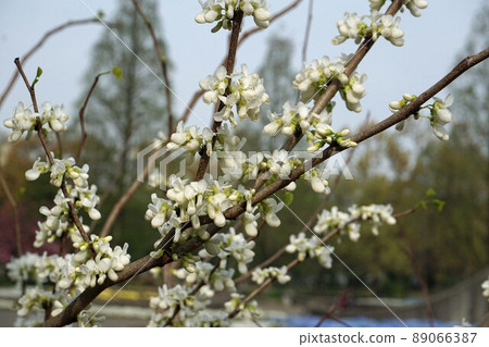 White flowers of Cercis chinensis ・ April White flowers of Cercis chinensis ・ April 89066387