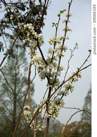 White flowers of Cercis chinensis ・ April White flowers of Cercis chinensis ・ April 89066389