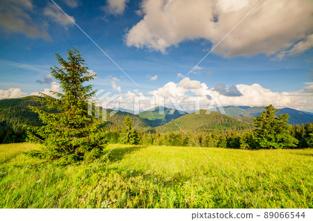 Beautiful nature and wonderful landscape with lush green forests and vegetation in the Synevyr valley of the Carpathian mountains in Ukraine. Fresh green meadows and blooming wildflowers. 89066544