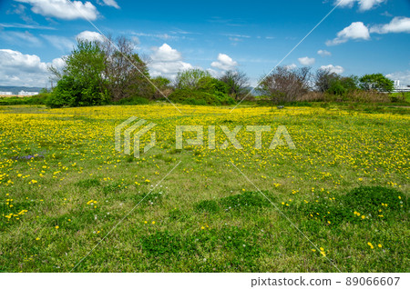 春天領域與蒲公英綻放 89066607