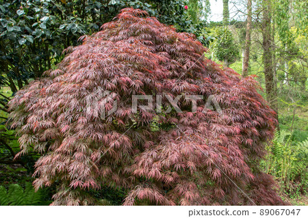 Acer palmatum dissectum atropurpureum or Japanese maple tree with purple foliage Acer palmatum dissectum atropurpureum or Japanese maple tree with purple foliage 89067047