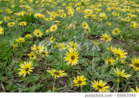 Arctotheca calendula or capeweed bright yellow flowers Arctotheca calendula or capeweed bright yellow flowers 89067048