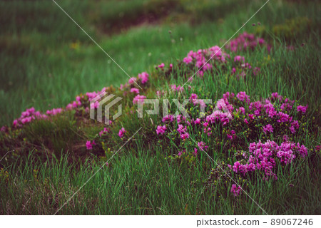 Rhododendron flowers in nature Rhododendron flowers in nature 89067246