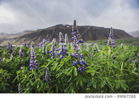 Blooming lupins in Iceland 89067268