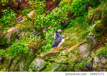 Two atlantic puffins 89067271