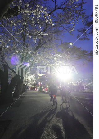 燈火狛馬街道櫻花（青森縣十和田市） 89067791