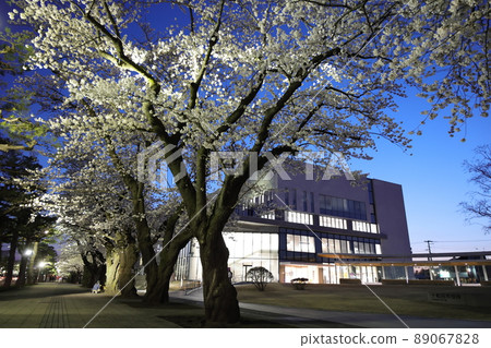 Illuminated cherry blossoms in Towada City Government Office (Towada City, Aomori Prefecture) Illuminated cherry blossoms in Towada City Government Office (Towada City, Aomori Prefecture) 89067828