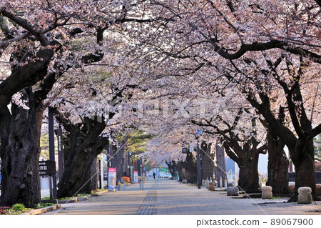 Sakura in Lake Towada Government Office in the early morning (Towada City, Aomori Prefecture) 89067900