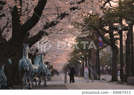 Sakura in Lake Towada Government Office in the early morning (Towada City, Aomori Prefecture) Sakura in Lake Towada Government Office in the early morning (Towada City, Aomori Prefecture) 89067913
