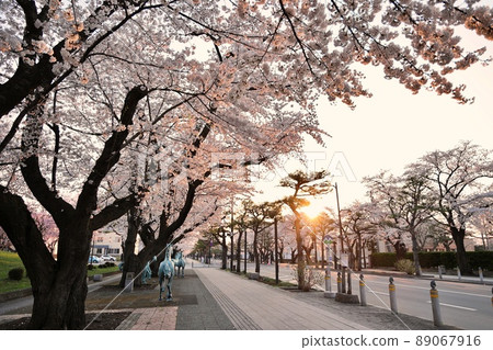 清晨十和田湖政府辦公室的櫻花（青森縣十和田市） 89067916