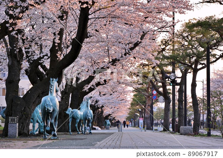 清晨十和田湖政府辦公室的櫻花（青森縣十和田市） 89067917