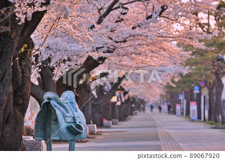 清晨十和田湖政府辦公室的櫻花（青森縣十和田市） 89067920