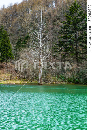Spring Iwana Pond (Fujimidai Kogen Ropeway, Heavens Sonohara) Spring Iwana Pond (Fujimidai Kogen Ropeway, Heavens Sonohara) 89068662
