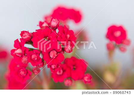 Kalanchoe flowers 89068743