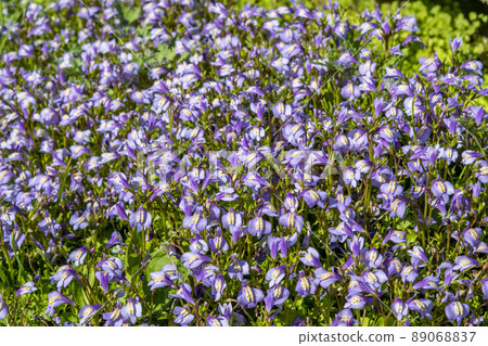 覆蓋地面的 Mazus miquelii 花 89068837