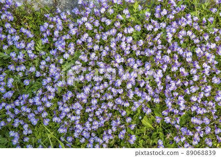 覆蓋地面的 Mazus miquelii 花 覆蓋地面的 Mazus miquelii 花 89068839