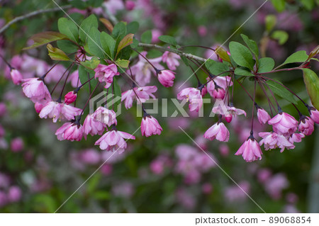 花Ha桐花 花Ha桐花 89068854