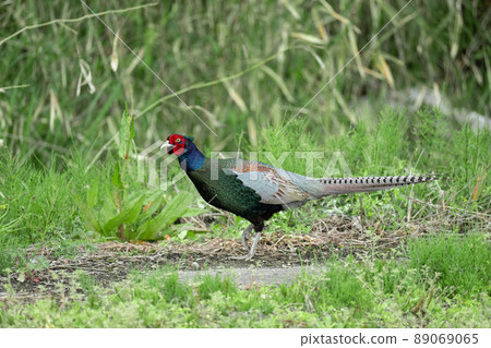 美麗的日本鳥“野雞” 89069065