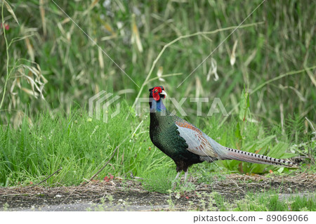美麗的日本鳥“野雞” 美麗的日本鳥“野雞” 89069066